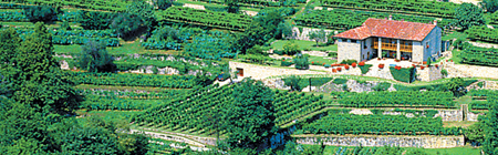 Azienda Agricola Pedrinis