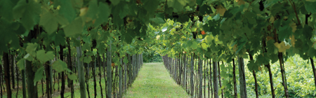 Azienda Agricola Pedrinis