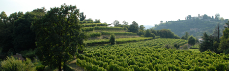 Azienda Agricola Pedrinis