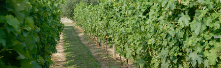 Azienda Agricola Pedrinis