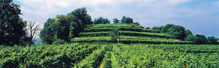 Valcalepio Azienda Agricola Pedrinis