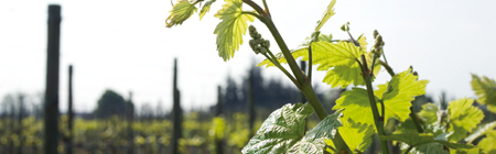 Valcalepio Azienda Agricola Pedrinis